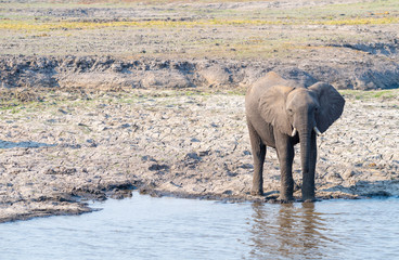 Obraz premium ein Elefant trinkt Wasser am Chobe River, Chobe Nationalpark, Botswana