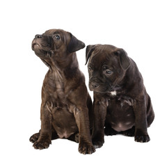 two cute brown English Staffordshire bull Terrier puppy sitting isolated on white background, close up
