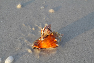 Apple murex snail eating a Florida fighting conch