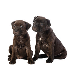 two cute brown English Staffordshire bull Terrier puppy sitting isolated on white background, close...