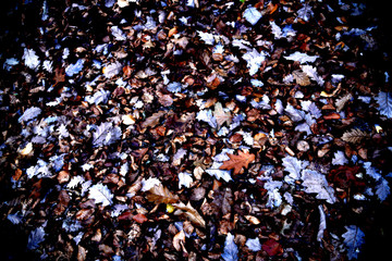 Forests in the Saxony mountains