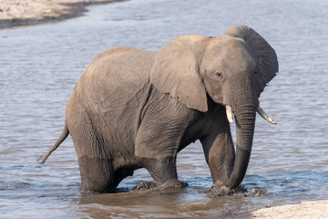 ein Elefant durchquert den Chobe River, Chobe Nationalpark, Botswana
