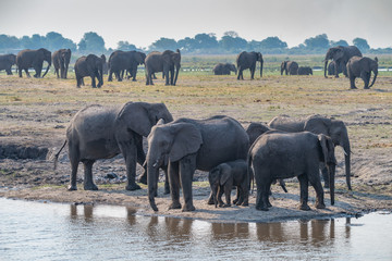 Obraz premium Elefanten Herde am Chobe River, Chobe Nationalpark, Botswana