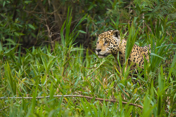 Jaguar standing in high vegetation