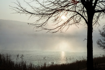Foggy morning summer landscape with row of trees. Misty morning in the forest. Beautiful Nature Wild Landscape