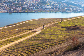 landscape with vineyard and hills near Rhine, Rüdesheim