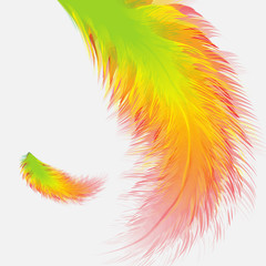 Beautiful colorful small and big realistic bird feathers isolated on white background. Vector illustration.