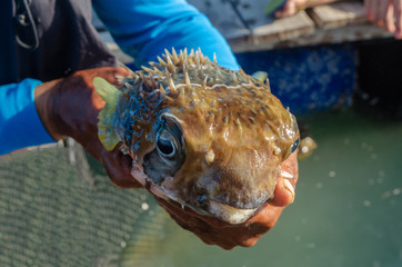 globefish in Fisherman hand