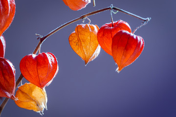 Autumn: an orange fruit that resembles paper lanterns