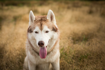 Close-up Portrait of free beige and white siberian husky dog with brown eyes sitting in the grass at sunset