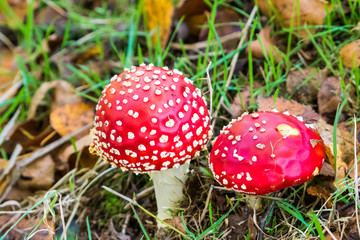 two red mushrooms