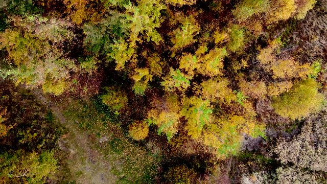 Forest seen from above. Beautiful, colorful woods in autumn.