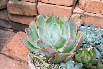  Miniature succulent plants in garden