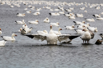 Oie des neiges, Snow Goose Migration Étang Burbank Danville, Estrie, Québec Canada
