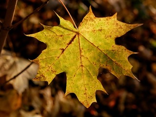 Naklejka na ściany i meble Yellow maple leaf on the background of fallen leaves