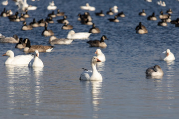 Oie des neiges, Snow Goose Migration Étang Burbank Danville, Estrie, Québec Canada
