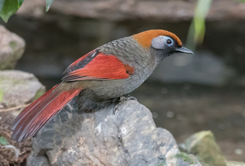 Red-tailed Laughingthrush - Trochalopteron milnei -  a species of bird in the family Leiothrichidae.