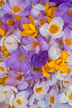 crocus flower background