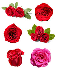 flower rose petal blosspm background