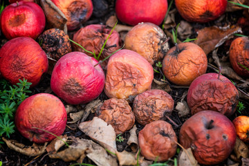 rotten red wild apples in the grass on the ground