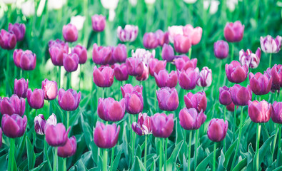 Beautiful bright purple tulips on a large flower-bed in the city garden