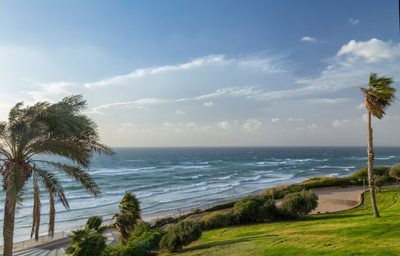 Windy day in Netania, Israel. Mediterranean sea with white waves, heavy wind bends palm trees