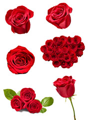 flower rose petal blosspm background