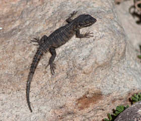 lizard on a rock