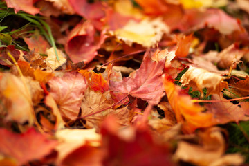 Fall background. Fallen dry yellow leaves lying on the lawn. Autumn park. Leaf litter