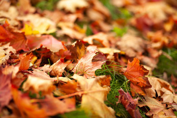 Fall background. Fallen dry yellow leaves lying on the lawn. Autumn park. Leaf litter