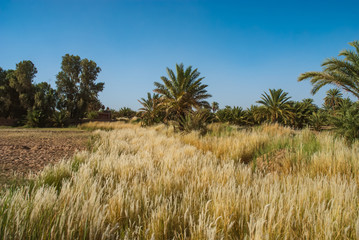 oasis in africa