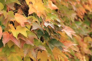 autumn leaves