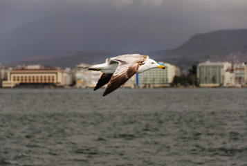 Close up seagull flying sky. Blur city landscape from Izmir, Turkey