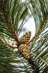 The black pine tree with some cones on a branch