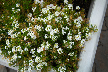 Some tiny white flowers near the road
