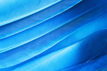 blue feather texture