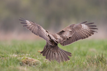 Birds - Common Buzzard (Buteo buteo)