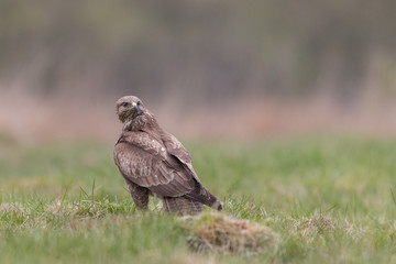 Birds - Common Buzzard (Buteo buteo)
