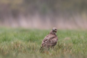 Birds - Common Buzzard (Buteo buteo)