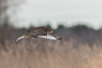 Birds - Common Buzzard (Buteo buteo)