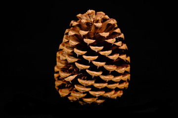 Pine-cone, fir-cone, cone, strobile christmas decoration
