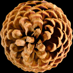 Pine-cone, fir-cone, cone, strobile christmas decoration