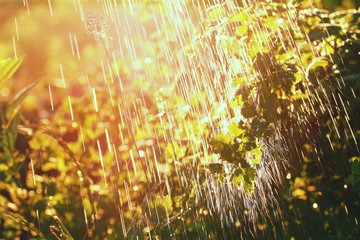 Plants leaves under a heavy rain shower with waterdrops in the rays of the setting sun.