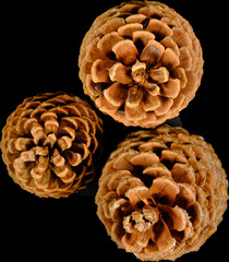 Pine-cone, fir-cone, cone, strobile christmas decoration