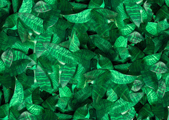 Background of the plant Sansevieria