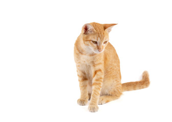 Portrait of little ginger tabby cat sitting isolated on white background..