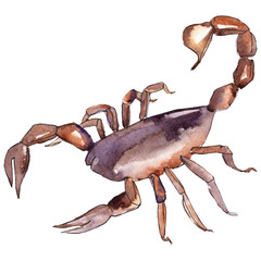 Exotic scorpion wild insect in a watercolor style isolated. Full name of the insect: scorpion.