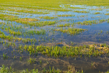 Flooded rice plantation, wide angle top view
