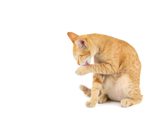 Portrait of little ginger tabby cat sitting and licking the hair of the paw isolated on white background.