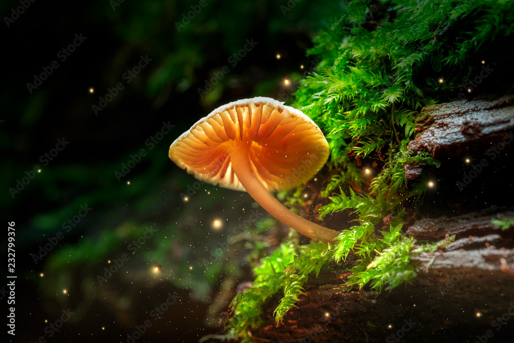 Wall mural Glowing small mushroom and fireflies in magical forest